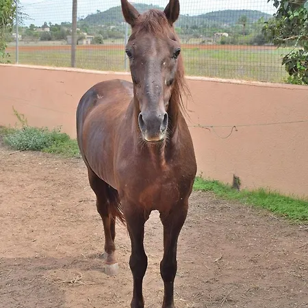 097 Son Fonto Etv5239 By Mallorca Charme Manacor